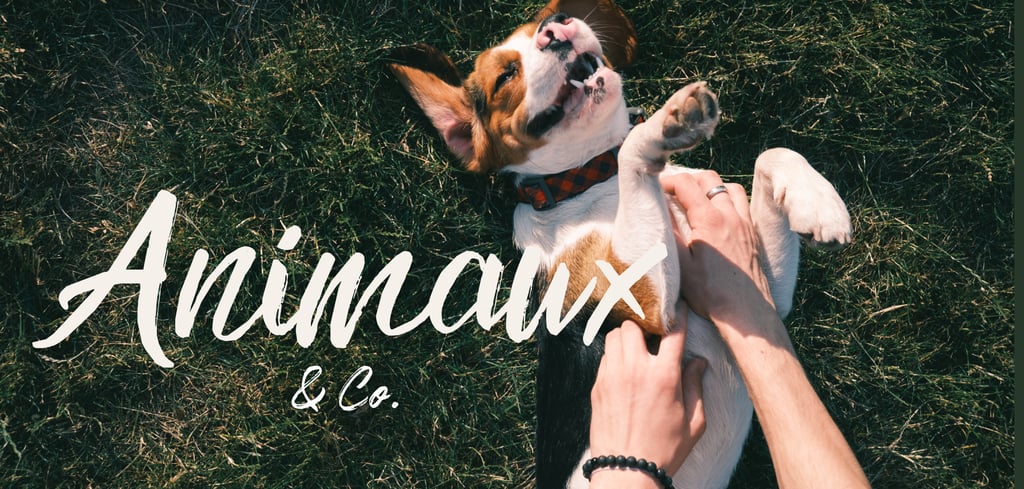 Chien allongé sur l’herbe recevant des caresses, illustrant la rubrique Animaux & Co du blog dédiée à la cause animale