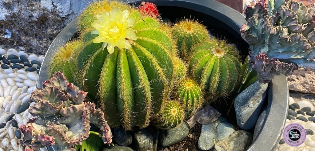 What is a healing crisis Soul Sisters Tarot