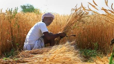 Rajasthan’s Rabi Crop Sowing: A Promising Outlook for 2024-25