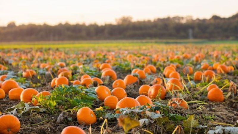 Fall Pumpkin Patch