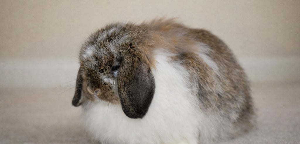 Fuzzy Hoy Cross Bun with a watery, crusty eye added to image for effect