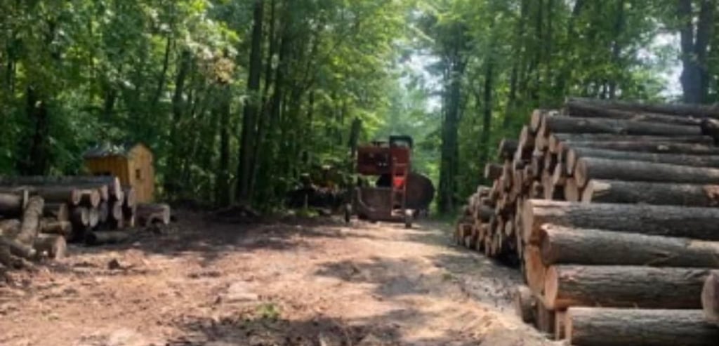 logging timber