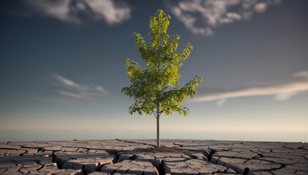 boom die groeit op dore grond