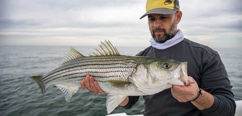 Montauk Striped Bass