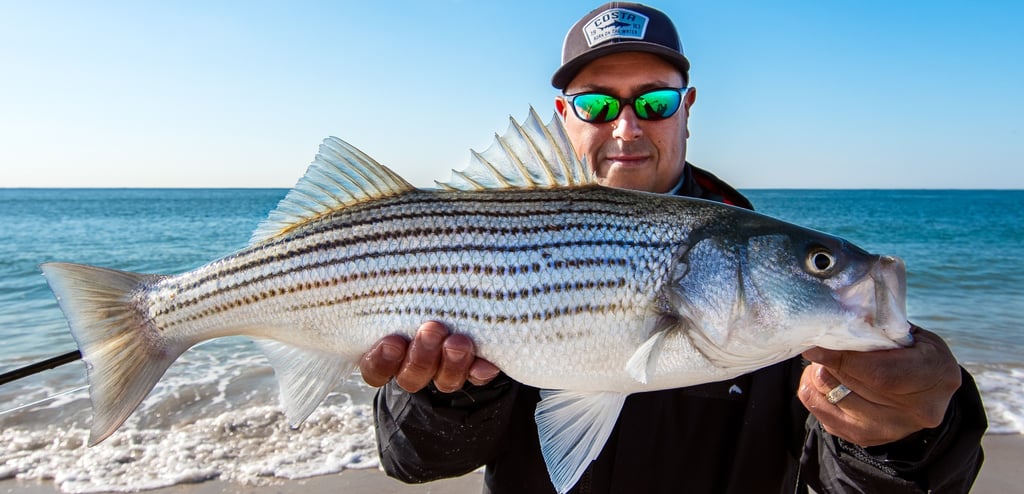 Surf Striped Bass on the fly