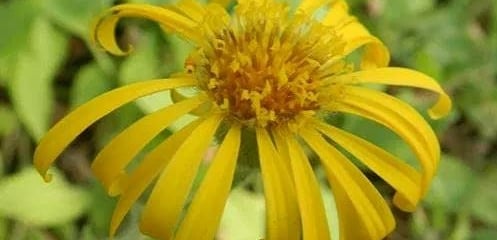 Suplemento de Arnica: O Que é, Para Que Serve