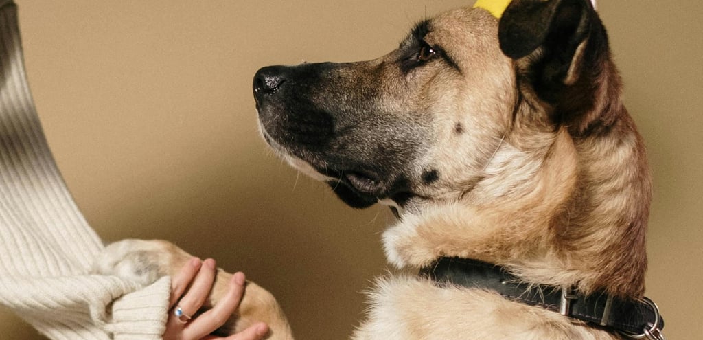 a dog learning to "shake"