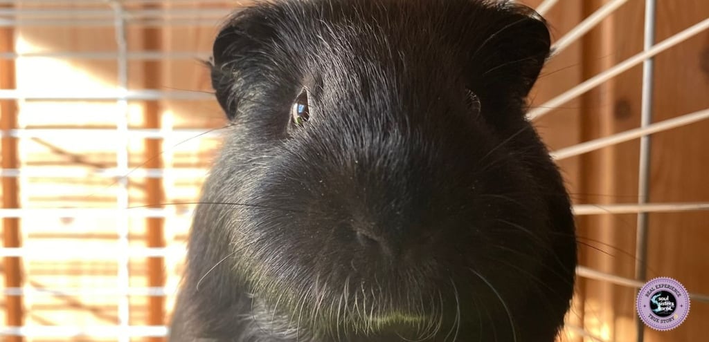 self-care rituals for daily we--being Soul Sisters Tarot