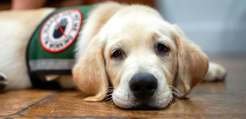 emotional support Labrador puppy in training