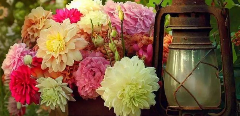 Comment avoir de belles fleurs