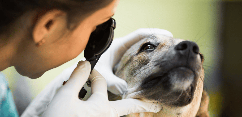  TKEL veterinario a domicilio  en Espartinas Sanlúcar umbrete olivares salteras valencina de la concepción tomares Gines Borm
