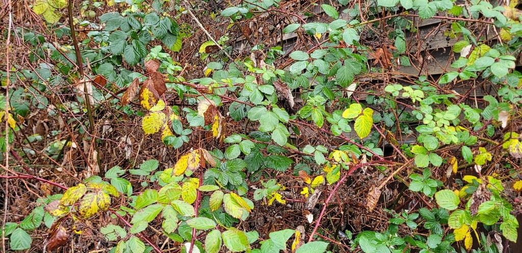 picture of overgrown blackberries almost growing over the wood wall behind them