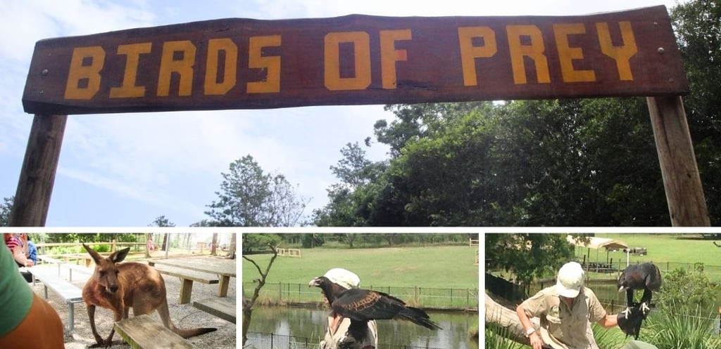 Animais durante o show das aves no Lone Pine Koala Sanctuary em Brisbane