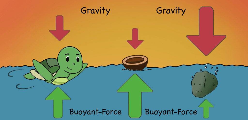 Illustration of buoyant force and gravity using a turtle, bowl, and rock
