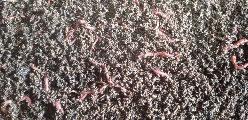 Red Wigglers eating in a worm bin