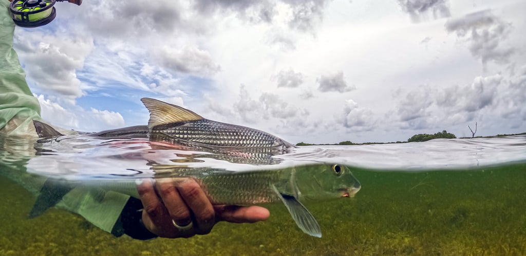 Bonefish underwater