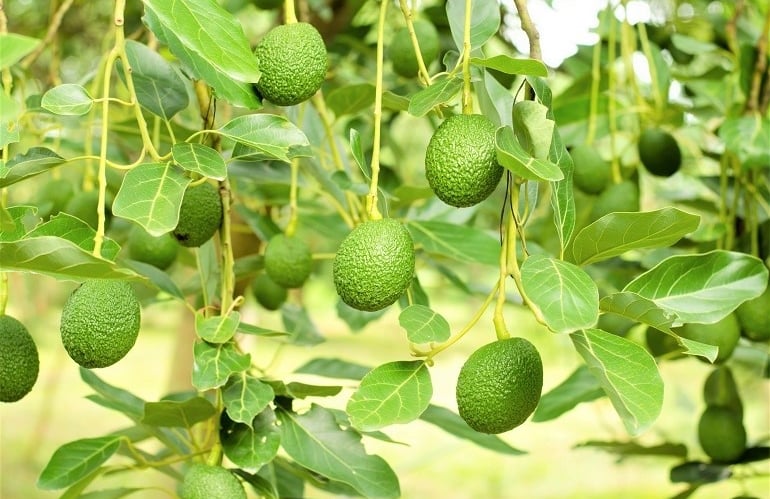 avocado 