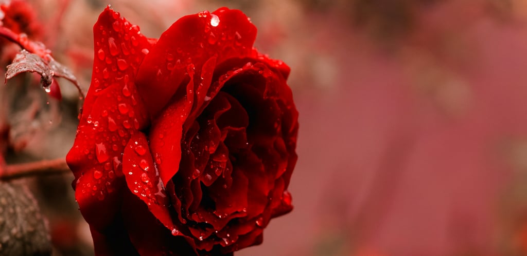 preserved rose wholesale