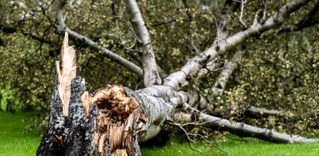 emergency tree removal services | storm damage