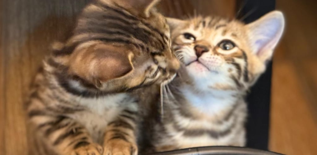 Precio de Gatitos Bengali y precio de gatitos Sphynx en México