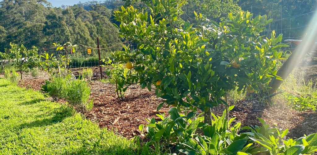 mandarin tree with organic lavender, comfrey and a lime tree