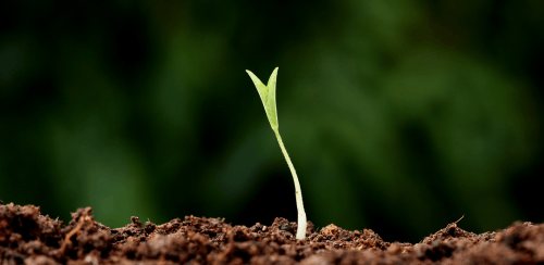 semilla germinando como el fruto espiritual que buscamos en cada sesión
