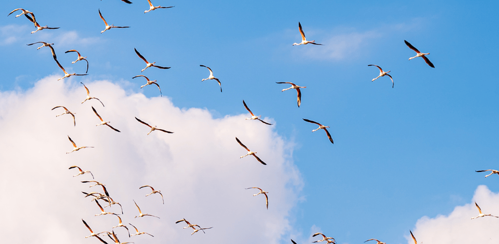 NLP, satu aherto, koulutus, psykoterapia, lappi, lohja, sodankylä, terapeutti