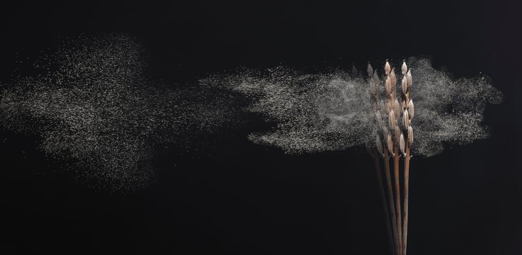 orchideensamen im wind professionelle fotografie