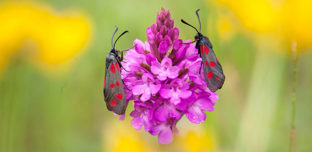 Die Pyramiden-Spitzorchis wird u.a. von Widderfaltern bestäubt, obwohl sie keinen Nektar ausbildet