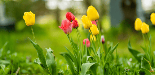Flores de colores en un cementerio, representando homenaje y conexión espiritual