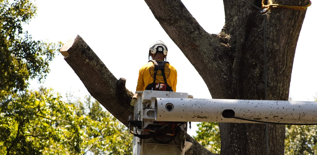 tree removal services in baton rouge
