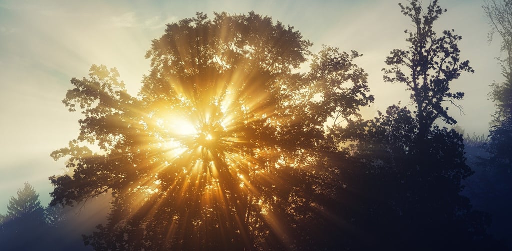 Sunburst effect through tree branches, symbolizing hope and opportunities in post-pandemic students
