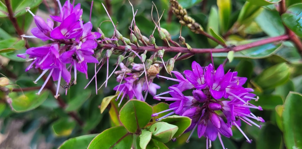 fleur violette de véronique Le Chemin de la Chouette soins énergétiques chamaniques Abbaretz 44