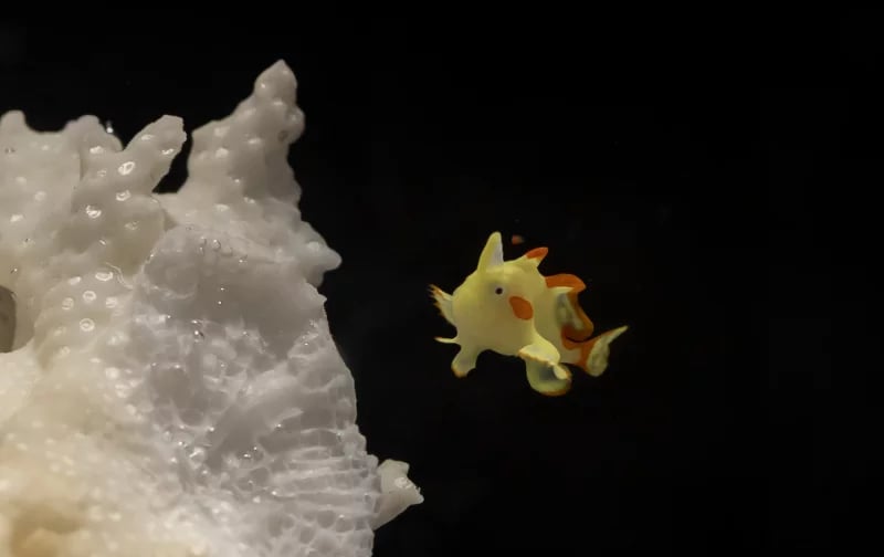 Image of Yellow and Orange Frogfish next to white coral
