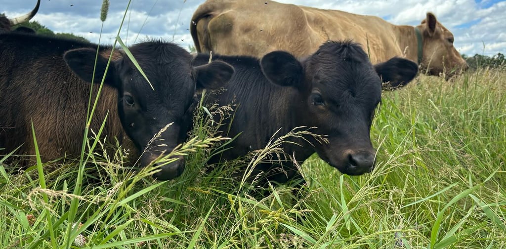 a photo of the cows in the field