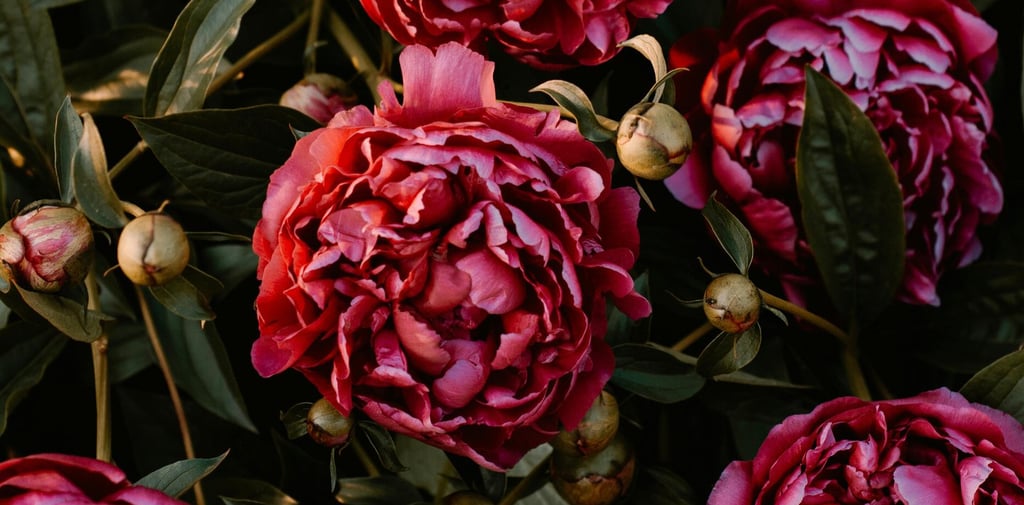 flowering peonie bush