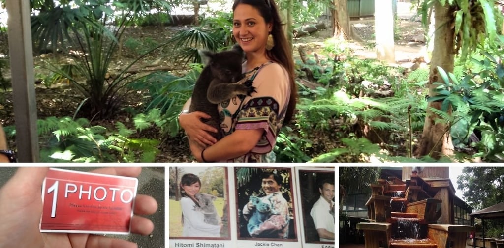 Visita ao Lone Pine Koala Sanctuary em Brisbane com quadro de celebridades