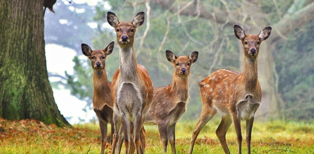 Herd of deer