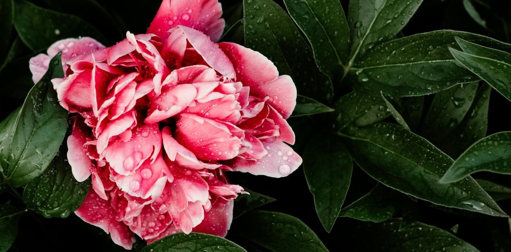 two pink peonie flowers with leaves