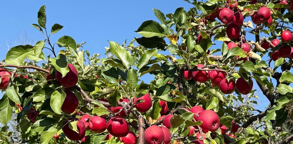 Beaumont U-Pick Apples Family Activity Apple Picking Edmonton