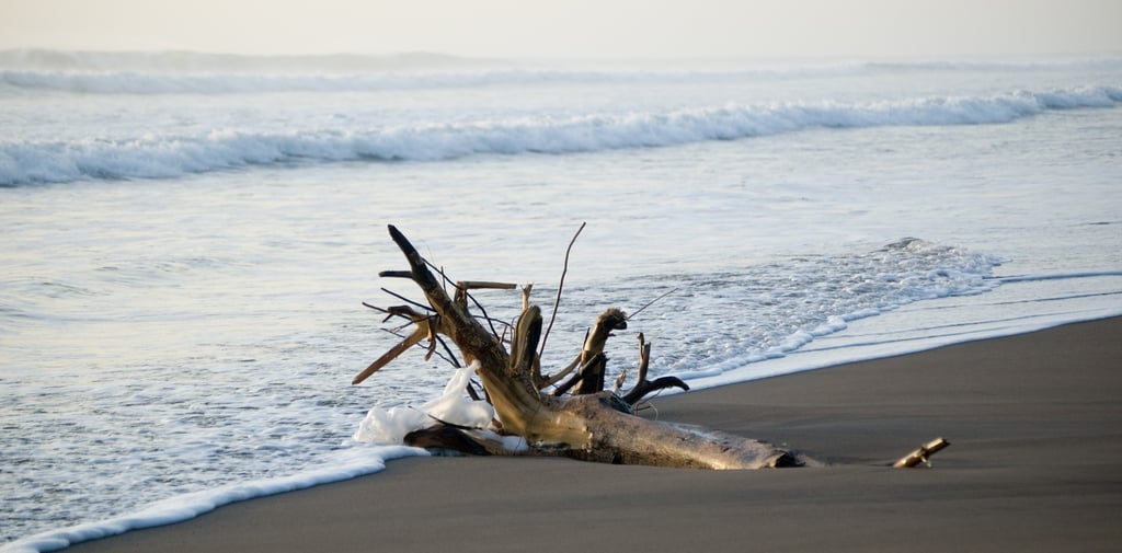 Tree on Costa Rica Beach Tortuguero