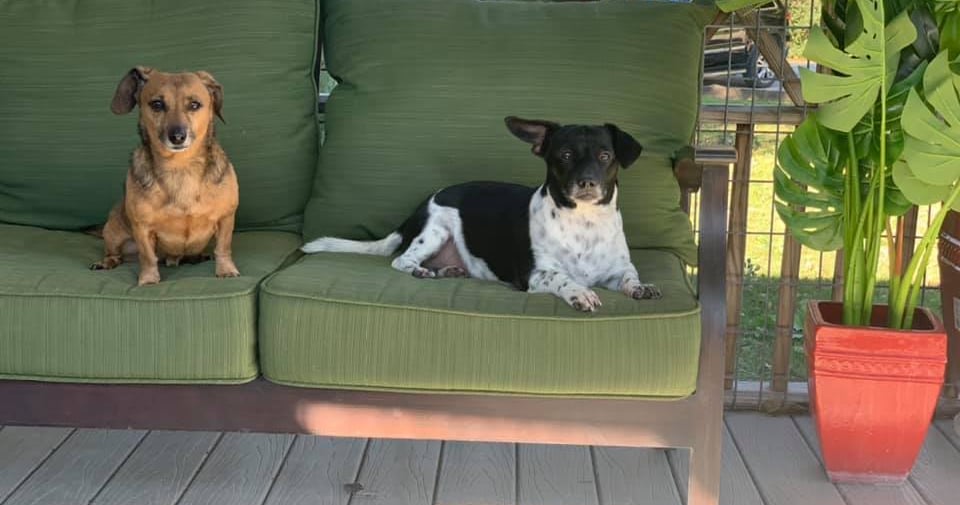 two dogs sitting on a couch in a patio