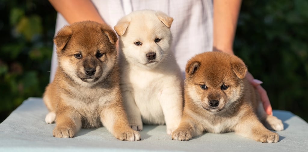 Where to Buy a Shiba Inu Puppy in the USA