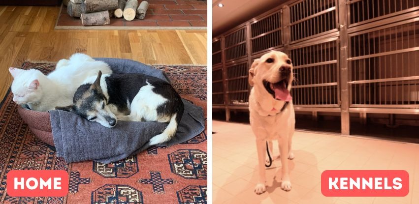 two dogs and a cat are laying on the floor