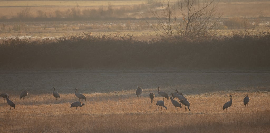 cranes at laake kerkini early morning