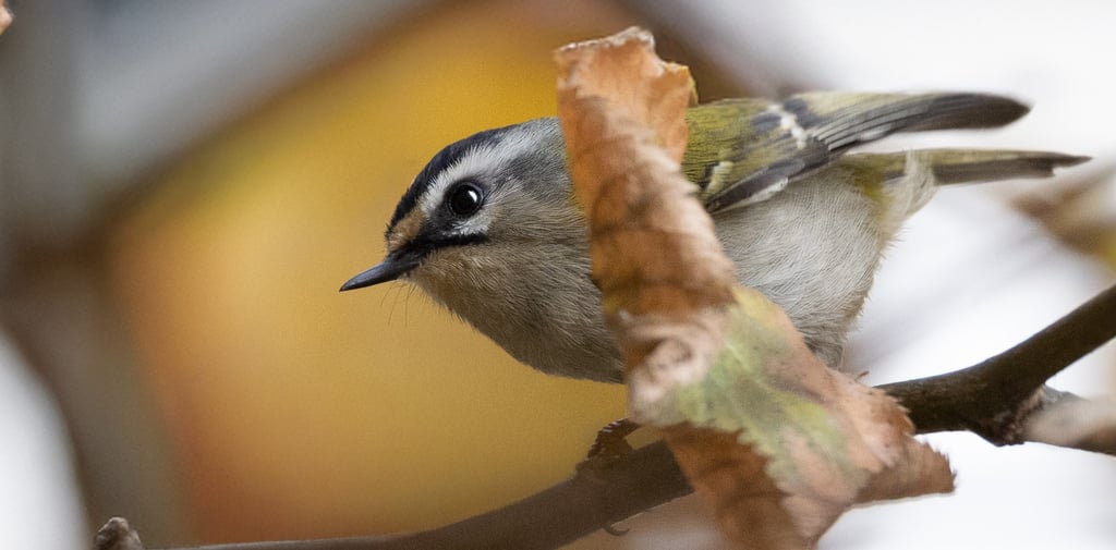 a bird perched on a branch of a tree