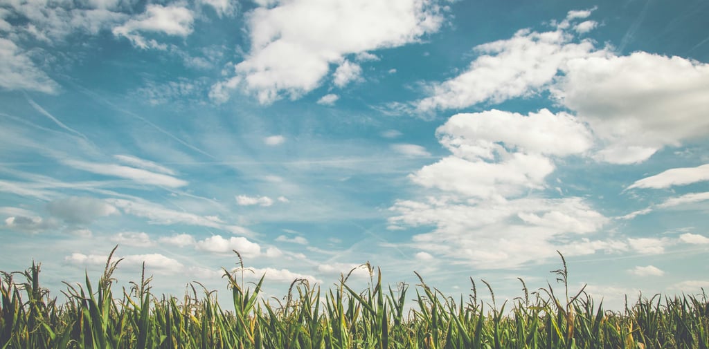 Field of long grass