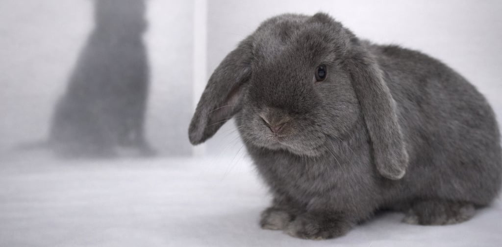 Hot Cross Buns Whippersnapper on alert due to a dog nearby