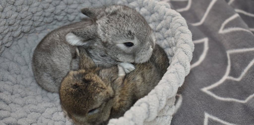 Hot Cross Buns' Beanie and Toboggan - buck and doe siblings