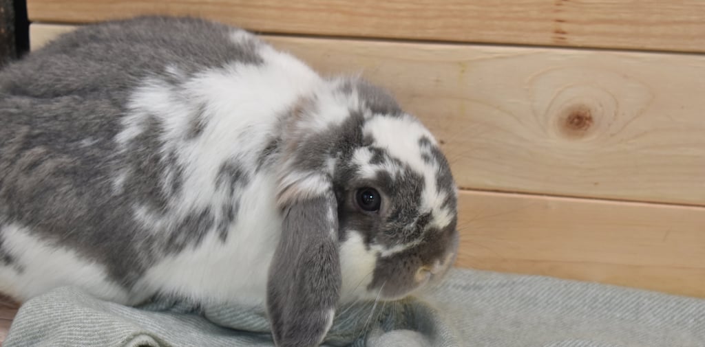 Hot Cross Buns' Kipling broken opal Holland Lop buck 